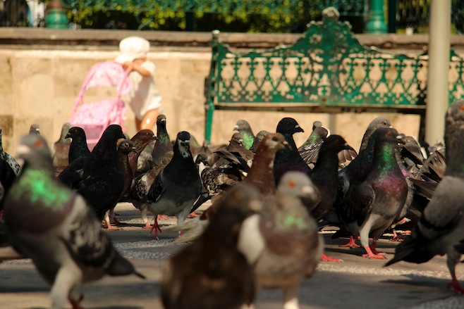 Plaza de Armas Pigeons